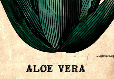 Kanva Herbārija lapa (1 daļa), vertikāla